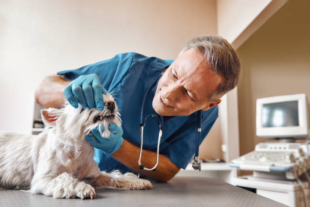 Best 24-Hour Emergency Dental Care in West Jefferson, OH
